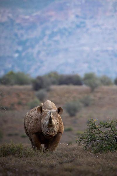 Anti-poaching champion killed by rhino he protects