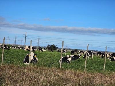 Foot-and-mouth disease situation stable in Garden Route