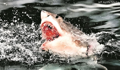 Our great white sharks and the longlining effect