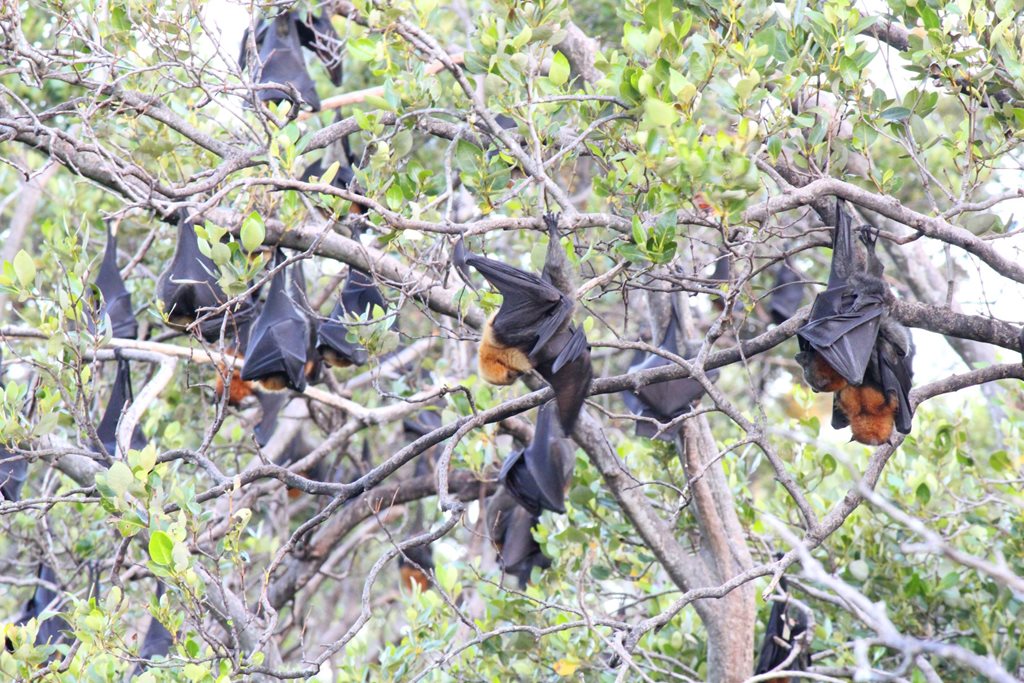 17 April: International Bat Appreciation Day