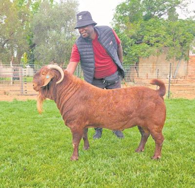 Breeders remain confident despite ban