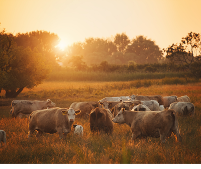 13 million foot-and-mouth disease vaccine doses to arrive in SA: Will meat remain safe to eat?
