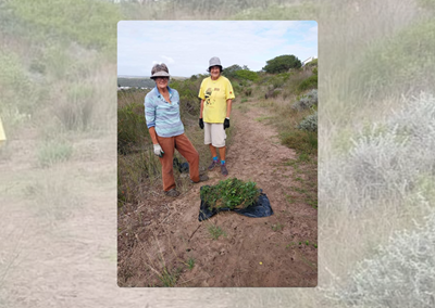 Midbrak Conservancy tackles rooikrans