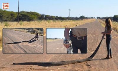 Huge Limpopo python goes viral after farm relocation