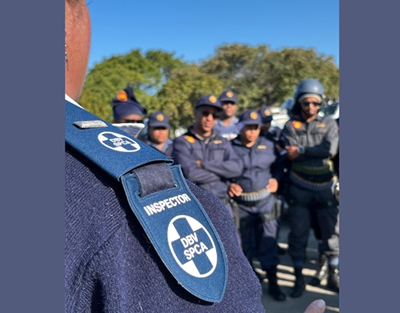 Dog recovering after alleged bestiality incident in Mossel Bay