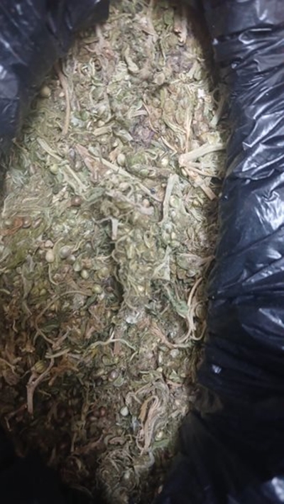 R165 000 dagga seized near Prince Albert