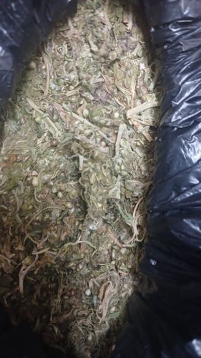 R165 000 dagga seized near Prince Albert