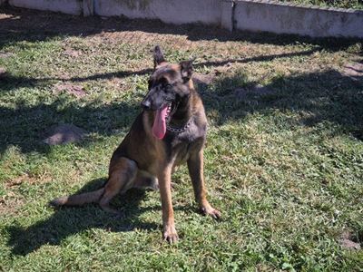AfriForum donates trained K9 to Pacaltsdorp Police Station