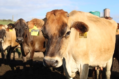 Close to 40% of Garden Route cattle vaccinated for FMD