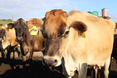 Close to 40% of Garden Route cattle vaccinated for FMD