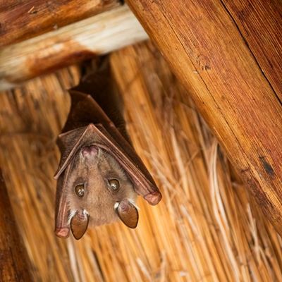 International Bat Appreciation Day: Dispelling myths and celebrating Africa’s bats as vital ecosystem engineers