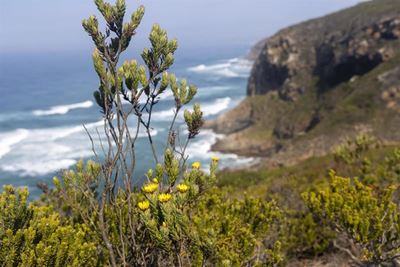 Voëlklip-bewaring behou die Heroldsbaai ervaring vir toekomstige geslagte