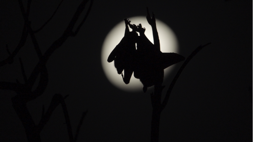 International Bat Appreciation Day: Dispelling myths and celebrating ...