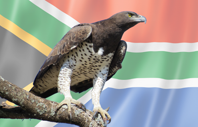 South African Mint unveils 2026 Martial Eagle coin in gold and silver