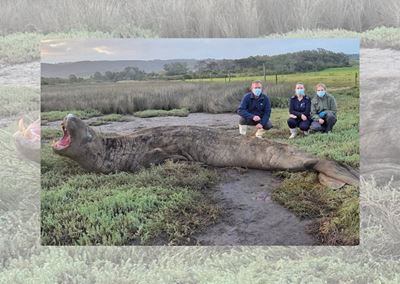 Elephant seal George dies after coming to Garden Route in July 