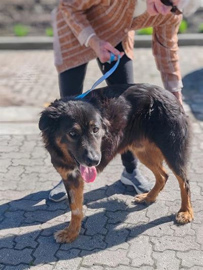 Give Gypsy a new 'leash' on life