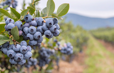 Blueberry season in SA: bumper north, uncertain Western Cape
