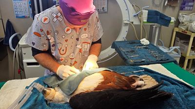 Local vet performs rare surgery on African Fish Eagle
