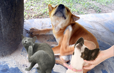 Constantly scratching? Here's how to help dogs with chronic skin allergies