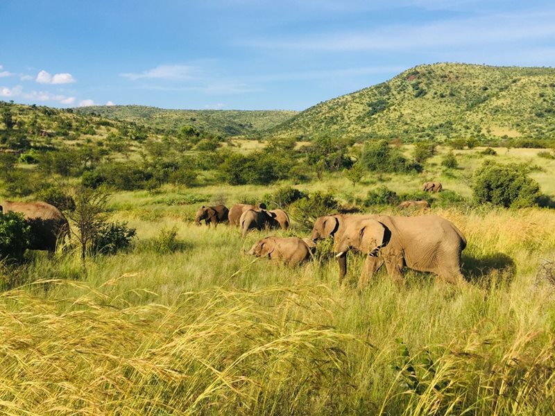 Getting Biodiversity Strategy right:  What South Africa’s new action plan must deliver