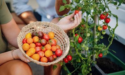 Start your tomatoes now for a bumper summer!