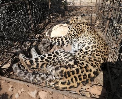 Leopard cruelty case: Farmer’s sentencing postponed to October