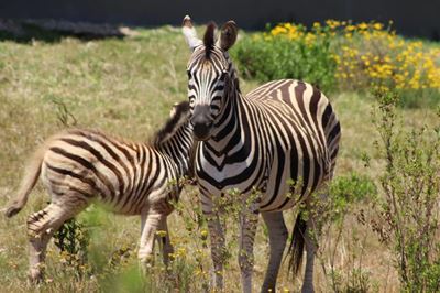 Outeniquasbosch Wildlife Village is the Best of Mossel Bay 
