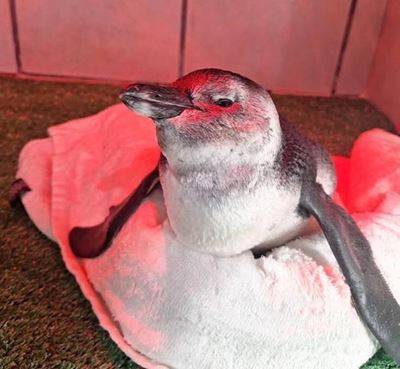 Trust, the rescued African penguin …