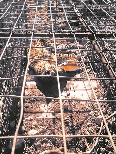 Leopard's trap death: Guilty farmer faces sentence today