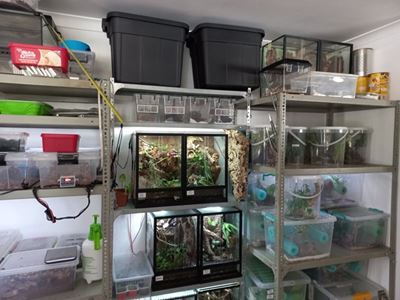 Cape Town couple fined R40 000 for illegal possession and transport of reptiles