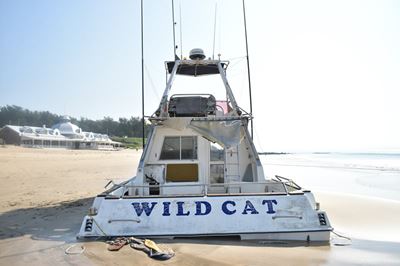 Wild Cat a beachcomber