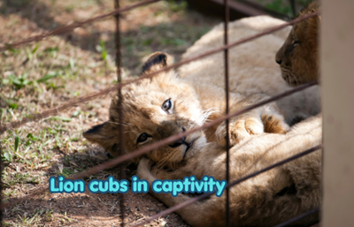 Government called to honour commitment to end SA’s captive lion industry