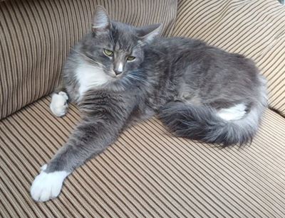 Please help find missing cat - Koda