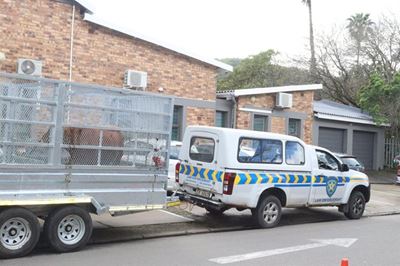 Knysna moves to tackle stray livestock with new pound