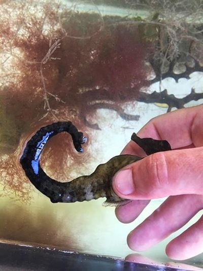 2 seahorses' bubble trouble deflated