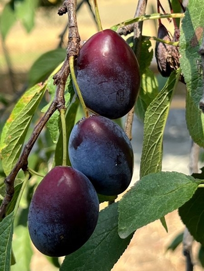 SA stone fruit enters Chinese market in historic first shipment