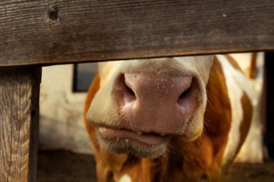 Events feel the impact as Foot-and-Mouth Disease concerns grow