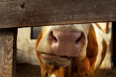 Events feel the impact as Foot-and-Mouth Disease concerns grow