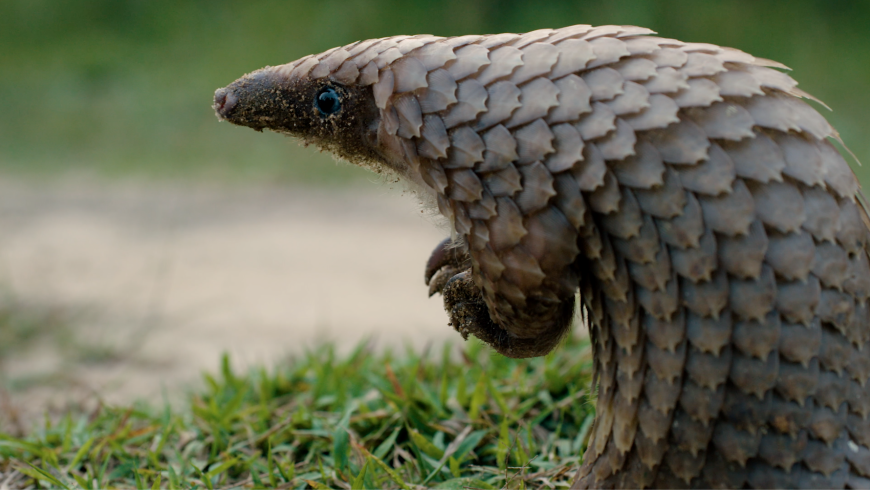 Pangolins: Stand up for those who can't defend themselves