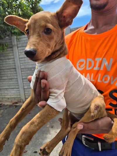 Kind verbrand hond met kookwater