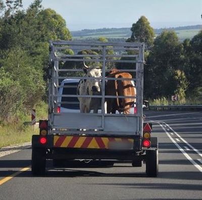 FMD: Local volunteers ready to help state vet’s office