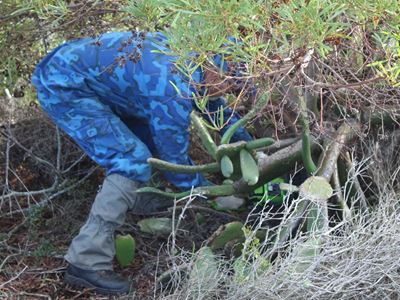 Rooikrans bedreig Stilbaai se unieke fynbos