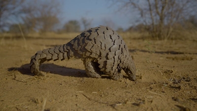 World Pangolin Day 2026: Conservation on a different scale