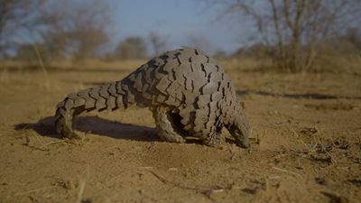 World Pangolin Day 2026: Conservation on a different scale