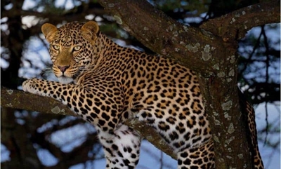 Be alert! Free Staters warned after leopard escapes