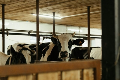 Foot-and-mouth disease vaccination drive scaled up in Western Cape