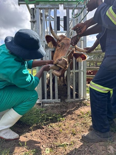 Negative FMD test results for George case