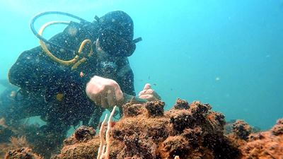 Mossel Bay's ocean bed jeopardised