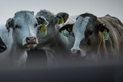 Agri Studies, Agri Auctions SA makes free FMD course available for farmers