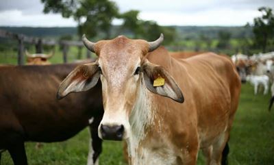 Foot-and-mouth disaster status: Does it mean higher prices?